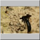 Trypoxylon figulus - Grabwespe 02c 14mm beim Eintrag einer Kugelspinne in Odynerus spinipes-Nest - det.jpg